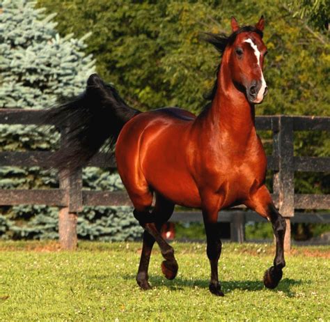 4801032211046|Red horse Stallion .